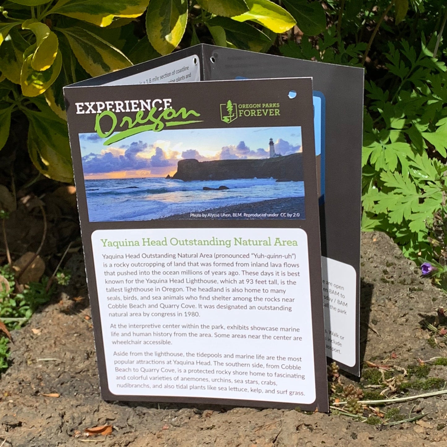 Experience Card & 4" Sticker - Yaquina Head